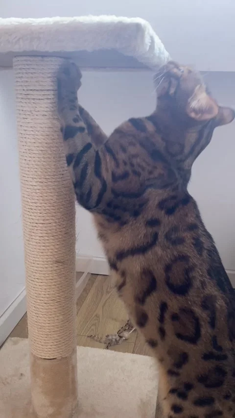 Bengal cat stands on its hind legs to scratch a sisal post indoors Vídeos de archivo 343567707