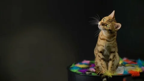 Bengal Cat In The Studio Video stock 75436343