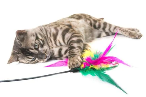 Bengal cat in studio Foto stock
