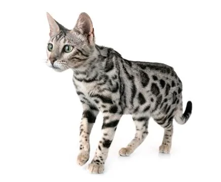 Bengal cat in studio Stock Photos