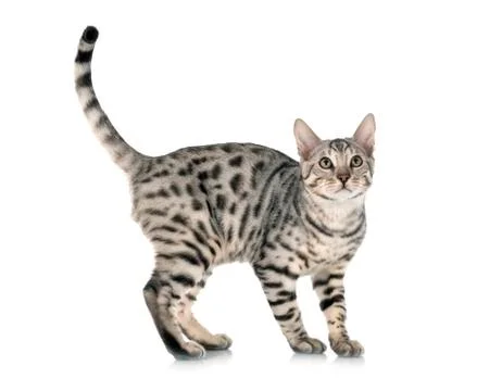 Bengal cat in studio Stock Photos