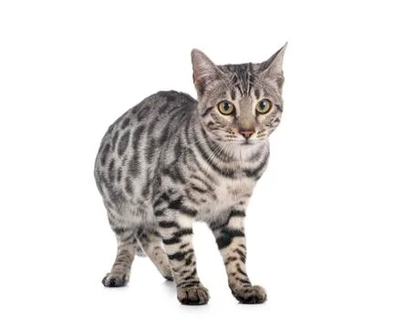 Bengal cat in studio Stock Photos