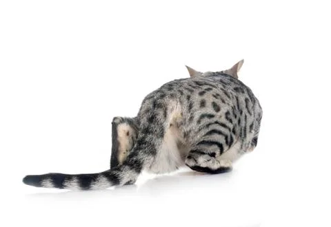 Bengal cat in studio Stock Photos