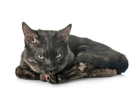 Bengal cat in studio Stock Photos