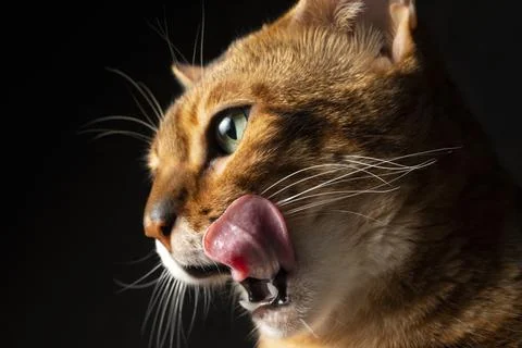 Bengal cat in studio Stock Photos