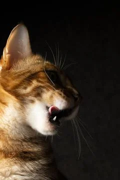 Bengal cat in studio Stock Photos