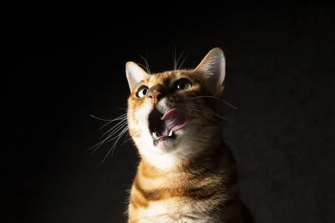 Bengal cat in studio Stock Photos
