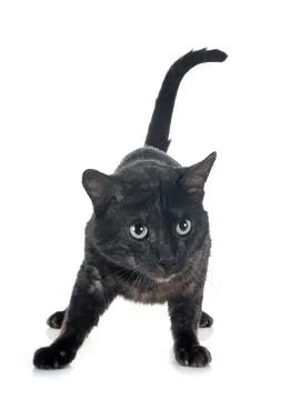 Bengal cat in studio Stock Photos