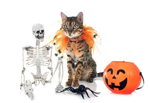 Bengal cat in studio Stock Photos