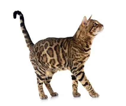 Bengal cat in studio Stock Photos