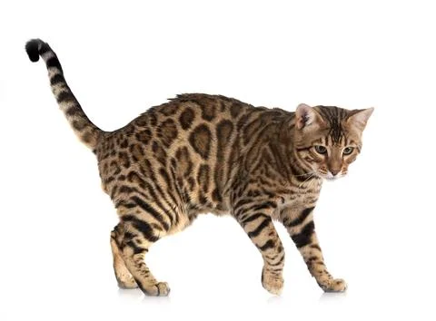 Bengal cat in studio Foto stock