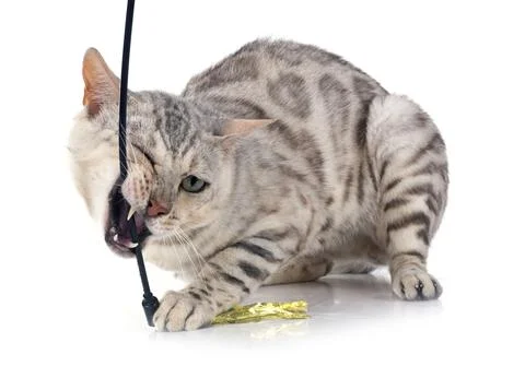Bengal cat in studio 스톡 사진