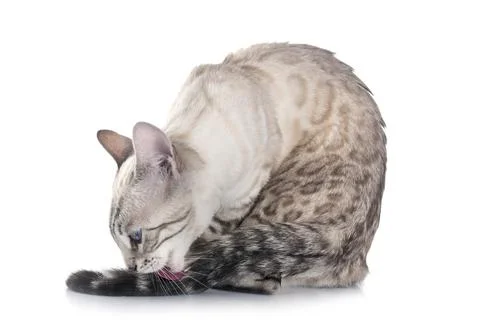 Bengal cat in studio Foto stock