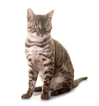 Bengal cat in studio Фото