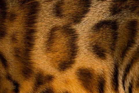 Bengal cat texture 스톡 사진