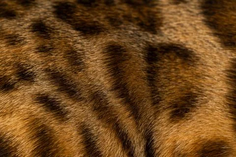 Bengal cat texture 스톡 사진