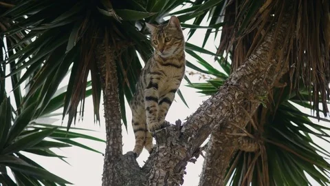 Bengal Cat in Tree 4k Stock Footage 79652875