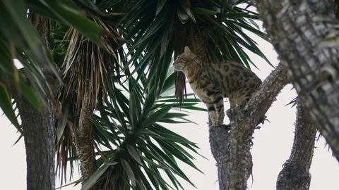 Bengal Cat in Tree 4k Stock Footage 79652909