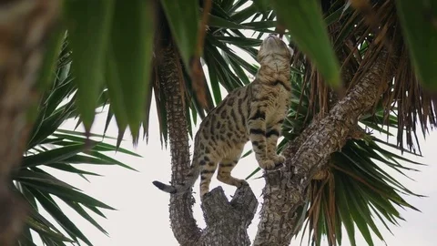 Bengal Cat in Tree 4k Stock Footage 79653130