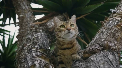 Bengal Cat in Tree 4k Stock Footage 79657460