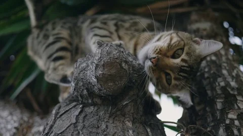 Bengal Cat in Tree 4k Stock Footage 79657495