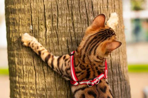 Bengal cat on a tree Stock Photos