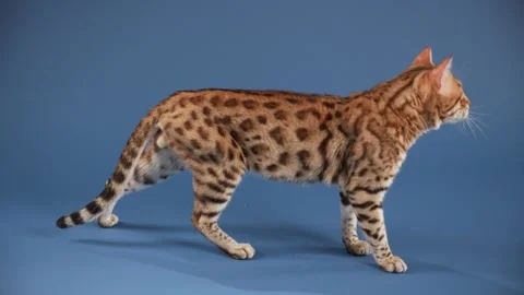 Bengal cat turning away in studio Vidéo 337929931