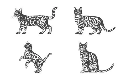 Bengal Cat Vector, Bengal Cat Svg, Bengal Cat Drawing Stock Illustration
