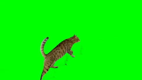 Bengal cat walking down and up a staircase on green screen isolated chroma key Vidéo 254300193