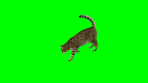 Bengal cat walking down and up a staircase on green screen isolated choma key Vidéo 254300258