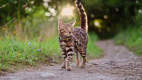 Bengal cat walking in grass and flowers Stock Footage 285544477