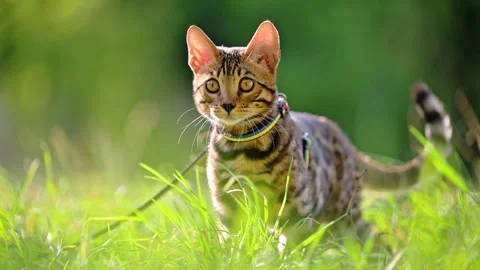 Bengal cat walking in grass and flowers Stock Footage 287954639