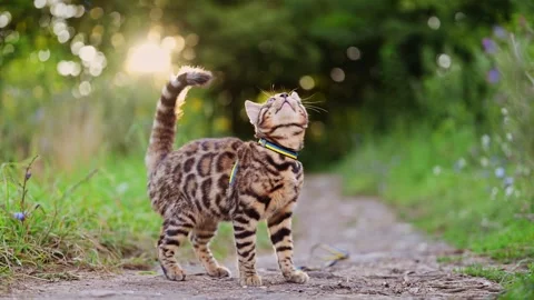 Bengal cat walking in grass and flowers Stock Footage 287956447