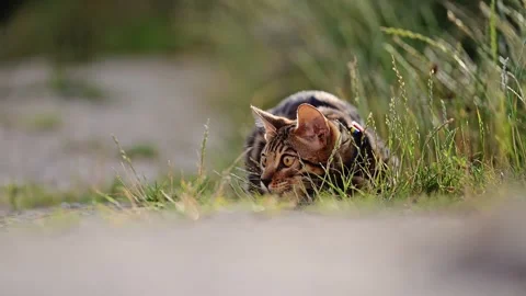 Bengal cat walking in grass and flowers on summer Stock Footage 287957966