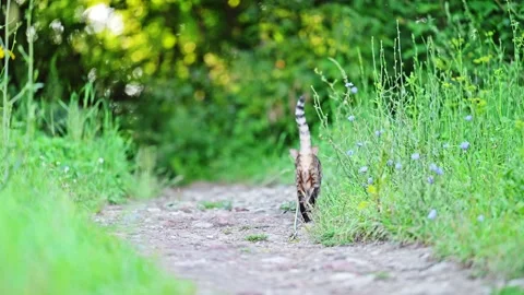 Bengal cat walking up the path Stock Footage 278655658