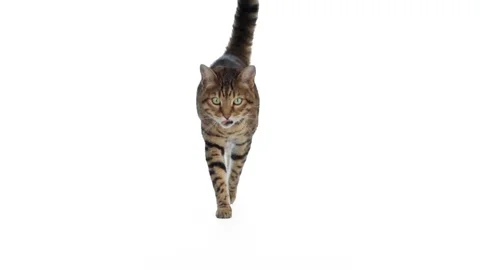 Bengal cat walking towards camera on white background Stock Footage