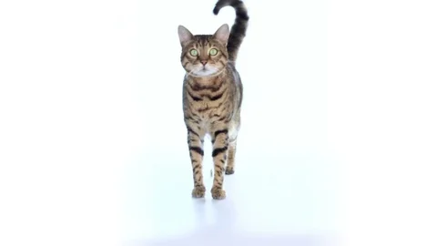 Bengal cat walking towards camera on white background Video stock 115052180