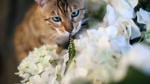 Bengal Cat Walking On Tree Stock Footage 75238543