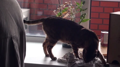 Bengal cat walks on the window in the kitchen Stock Footage 129177493
