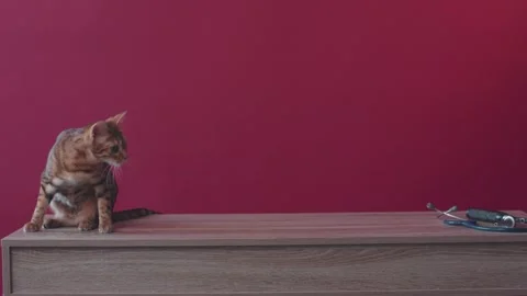 Bengal cat wash himself and go away on tablet look around in a hospital of the Stock Footage 314020166