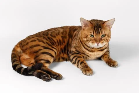 Bengal Cat on White background and Looking in camera 写真素材