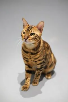Bengal cat on the white background Stock Photos