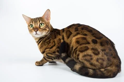 Bengal cat on a white background in the studio, isolated, bright spotted cat Stock Photos