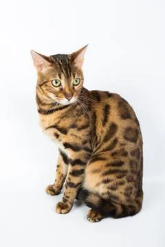 Bengal cat on a white background in the studio, isolated, bright spotted cat Stock Photos