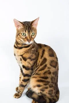 Bengal cat on a white background in the studio, isolated, bright spotted cat Stock Photos