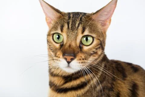 Bengal cat on a white background in the studio, isolated, bright spotted cat Stock Photos