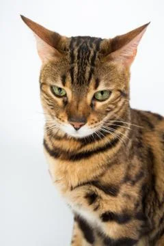 Bengal cat on a white background in the studio, isolated, bright spotted cat Stock Photos