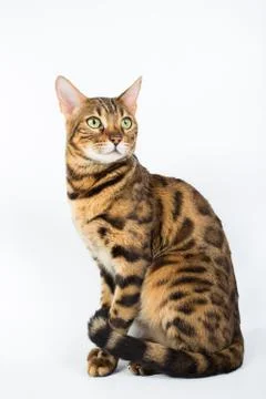 Bengal cat on a white background in the studio, isolated, bright spotted cat Stock-Fotos
