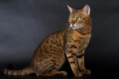 Bengal cat on a white background in the studio, isolated, bright spotted cat. Stock Photos