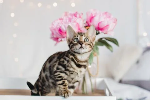 Bengal cats babys leopard Foto stock